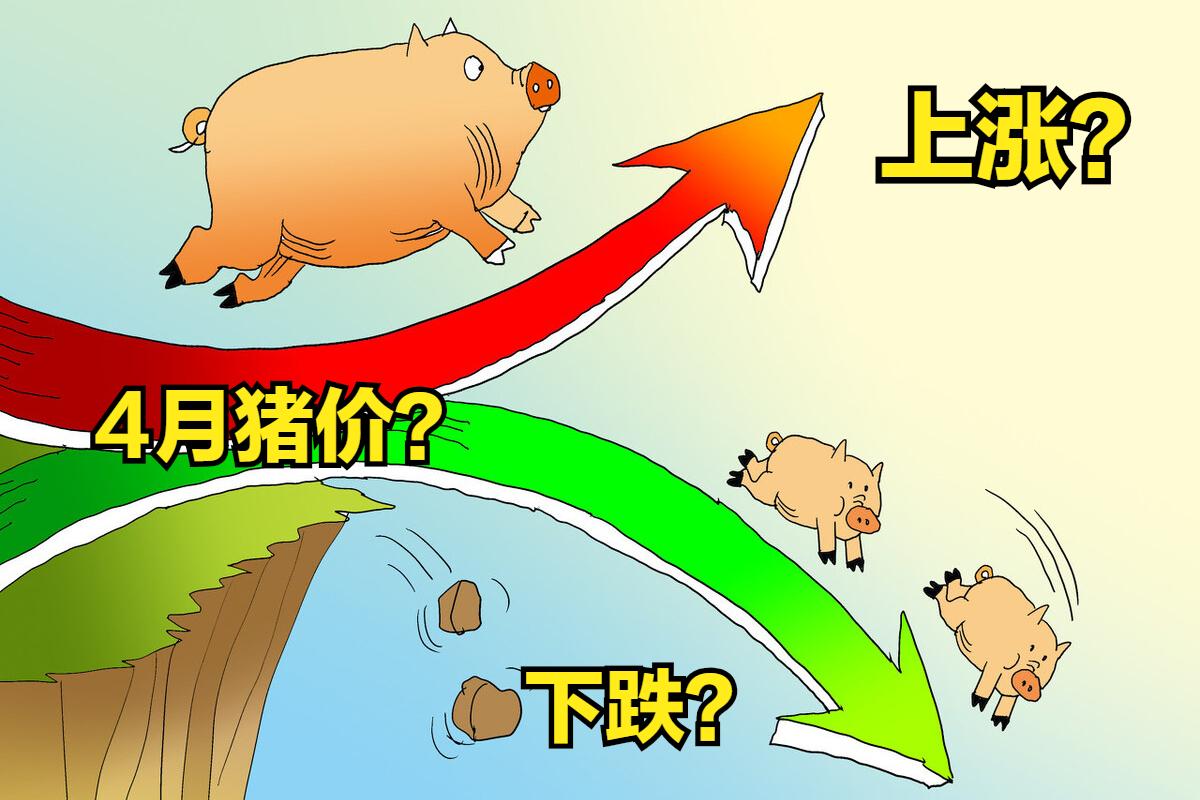 回顾小猪行情，背景、事件与地位的重要性分析